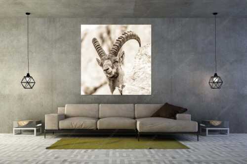 Alter Steinbock im Karwendelgebirge - Chef - Größe ca. 160x160cm, Seitenverhältnis 1:1 - Steinbock im Karwendel - weitere Infos unter https://www.kriner-weiermann.de