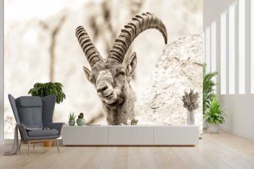 Alter Steinbock im Karwendelgebirge - Chef - Größe ca. 300x200cm, Seitenverhältnis 3:2 - Steinbock im Karwendel - weitere Infos unter https://www.kriner-weiermann.de