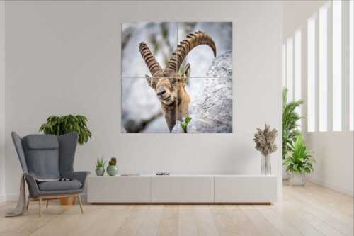 Alter Steinbock im Karwendelgebirge - Chef - 4er Split, Größe ca. 180x180cm, Seitenverhältnis 1:1 - Steinbock im Karwendel - weitere Infos unter https://www.kriner-weiermann.de