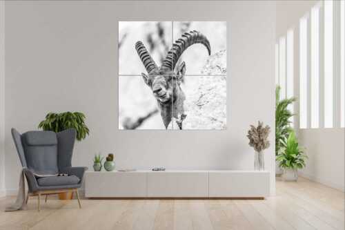 Alter Steinbock im Karwendelgebirge - Chef - 4er Split, Größe ca. 180x180cm, Seitenverhältnis 1:1 - Steinbock im Karwendel - weitere Infos unter https://www.kriner-weiermann.de