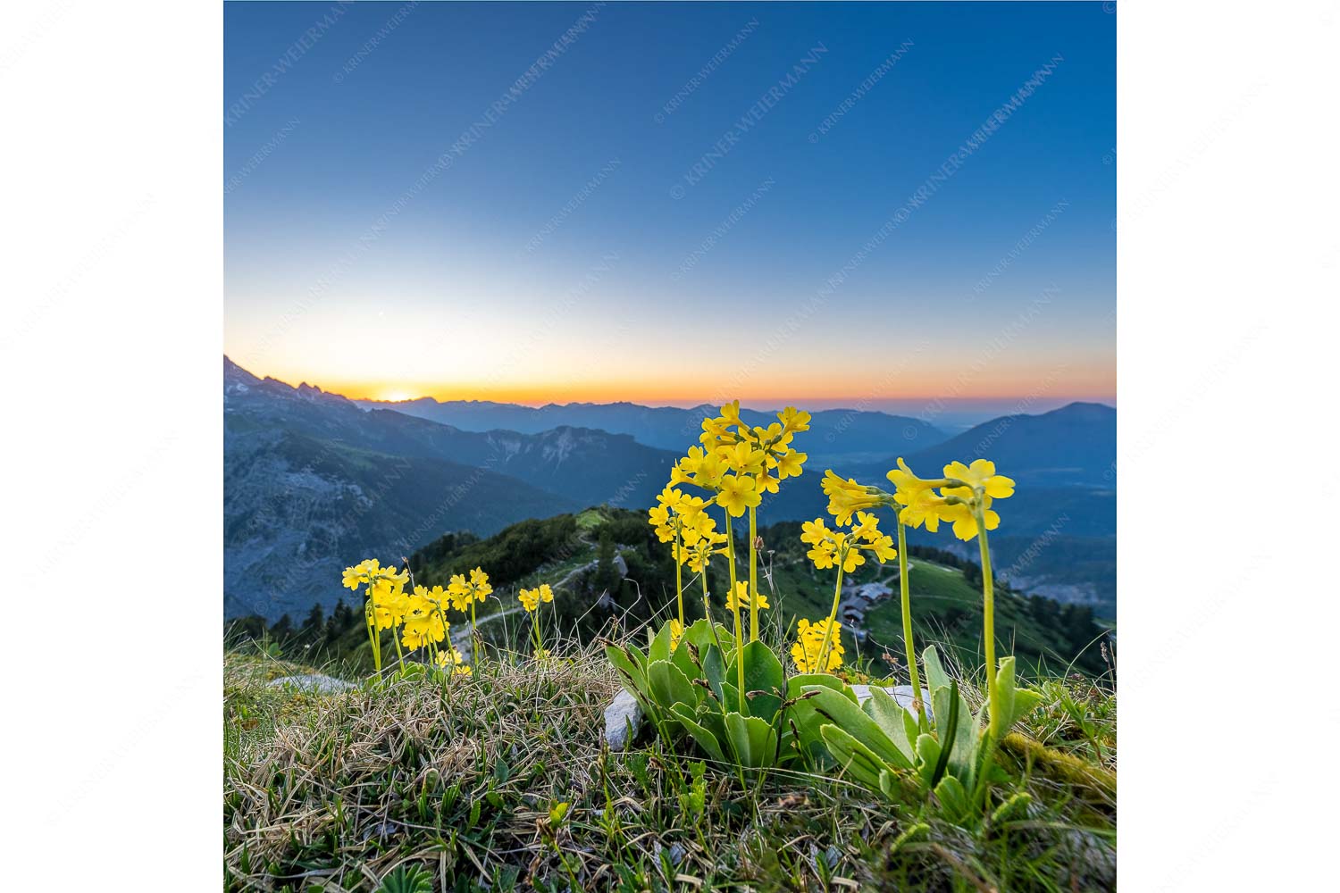 Das Leuchten bleibt – Seitenverhältnis 1:1 — Blumen am Schachen Aurikel am Schachen im Wettersteingebirge nach Sonnenuntergang