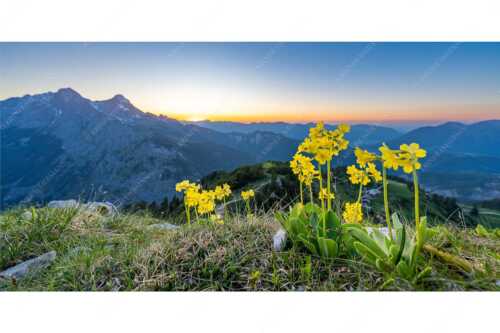 Aurikel am Schachen im Wettersteingebirge nach Sonnenuntergang - Das Leuchten bleibt - Seitenverhältnis 2:1 - Blumen am Schachen - weitere Infos unter https://www.kriner-weiermann.de