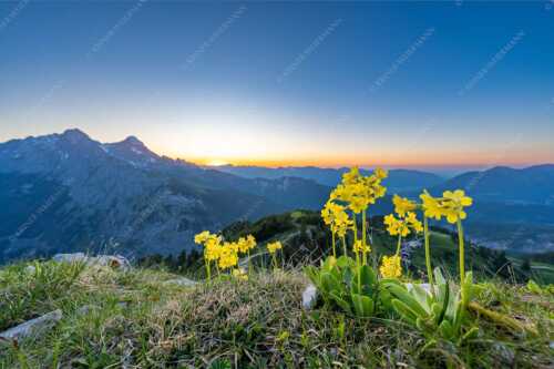Aurikel am Schachen im Wettersteingebirge nach Sonnenuntergang - Das Leuchten bleibt - Seitenverhältnis 3:2 - Blumen am Schachen - weitere Infos unter https://www.kriner-weiermann.de