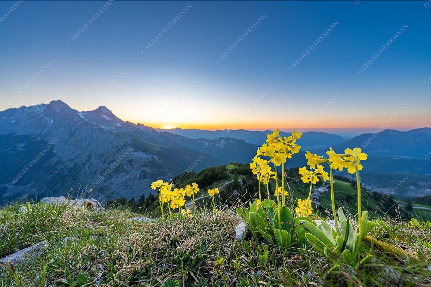 Aurikel am Schachen im Wettersteingebirge nach Sonnenuntergang