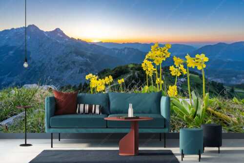Aurikel am Schachen im Wettersteingebirge nach Sonnenuntergang - Das Leuchten bleibt - Größe ca. 400x200cm, Seitenverhältnis 2:1 - Blumen am Schachen - weitere Infos unter https://www.kriner-weiermann.de
