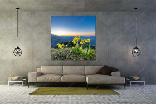 Aurikel am Schachen im Wettersteingebirge nach Sonnenuntergang - Das Leuchten bleibt - Größe ca. 160x160cm, Seitenverhältnis 1:1 - Blumen am Schachen - weitere Infos unter https://www.kriner-weiermann.de