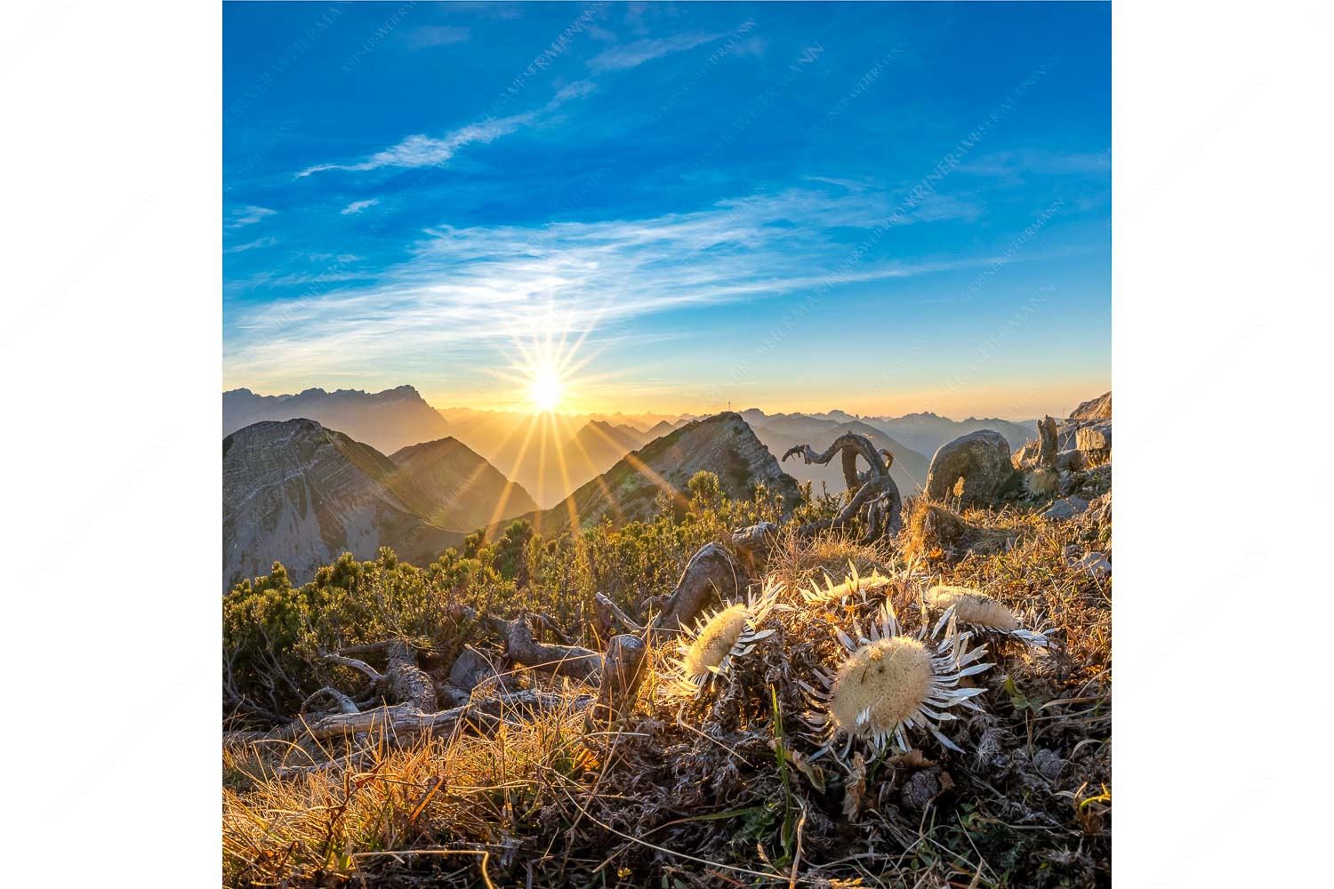 Blick vom Risskopf zum Sonnenuntergang an der Zugspitze - Distelquartett - Seitenverhältnis 1:1 - Silberdistel im Estergebige - weitere Infos unter https://www.kriner-weiermann.de