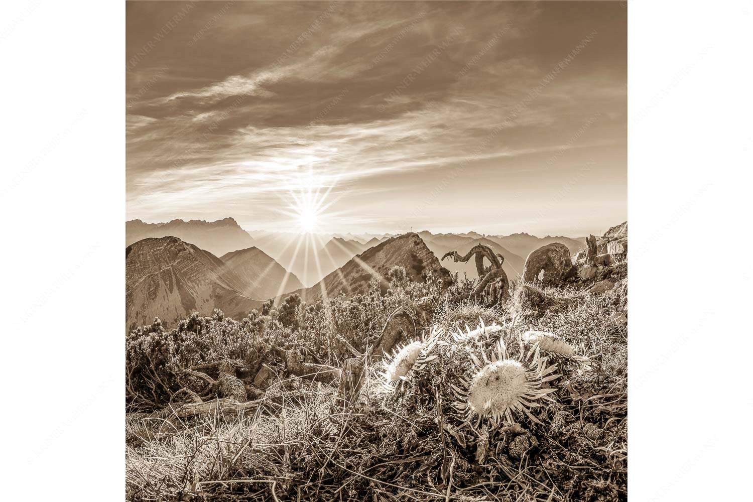 Distelquartett – Seitenverhältnis 1:1 — Silberdistel im Estergebige Blick vom Risskopf zum Sonnenuntergang an der Zugspitze