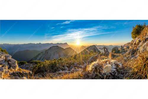 Blick vom Risskopf zum Sonnenuntergang an der Zugspitze - Distelquartett - Seitenverhältnis 2,5:1 - Silberdistel im Estergebige - weitere Infos unter https://www.kriner-weiermann.de