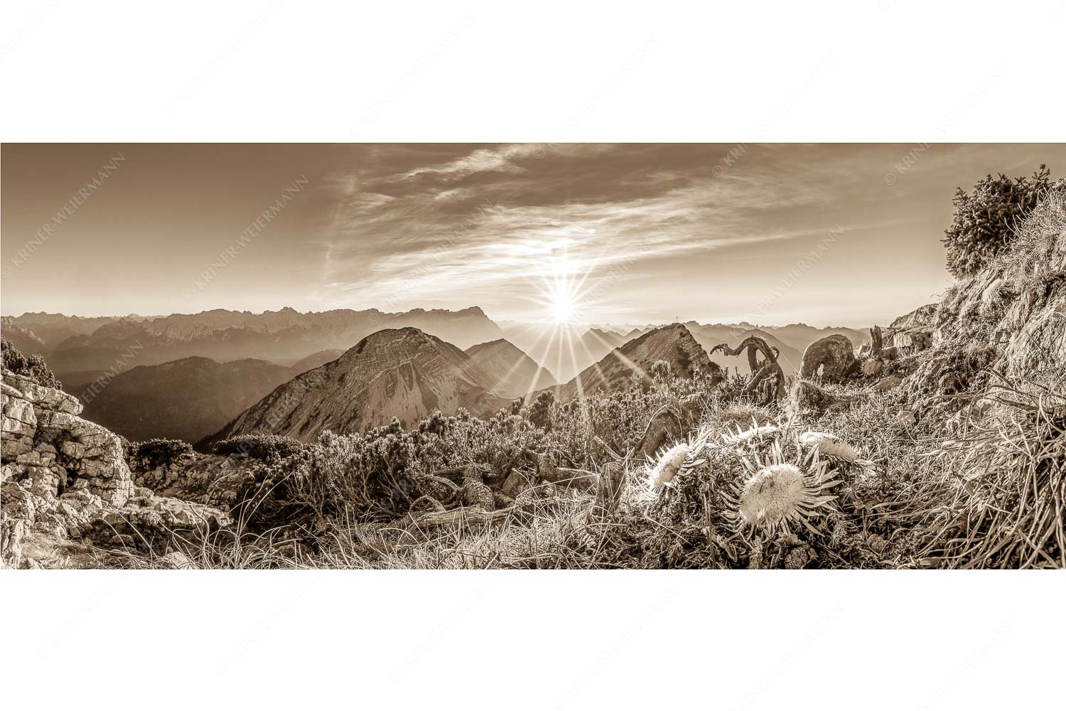 Distelquartett – Seitenverhältnis 2,5:1 — Silberdistel im Estergebige Blick vom Risskopf zum Sonnenuntergang an der Zugspitze