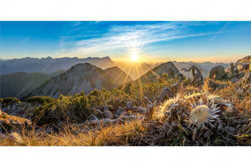 Blick vom Risskopf zum Sonnenuntergang an der Zugspitze - Distelquartett - Seitenverhältnis 2:1 - Silberdistel im Estergebige - weitere Infos unter https://www.kriner-weiermann.de