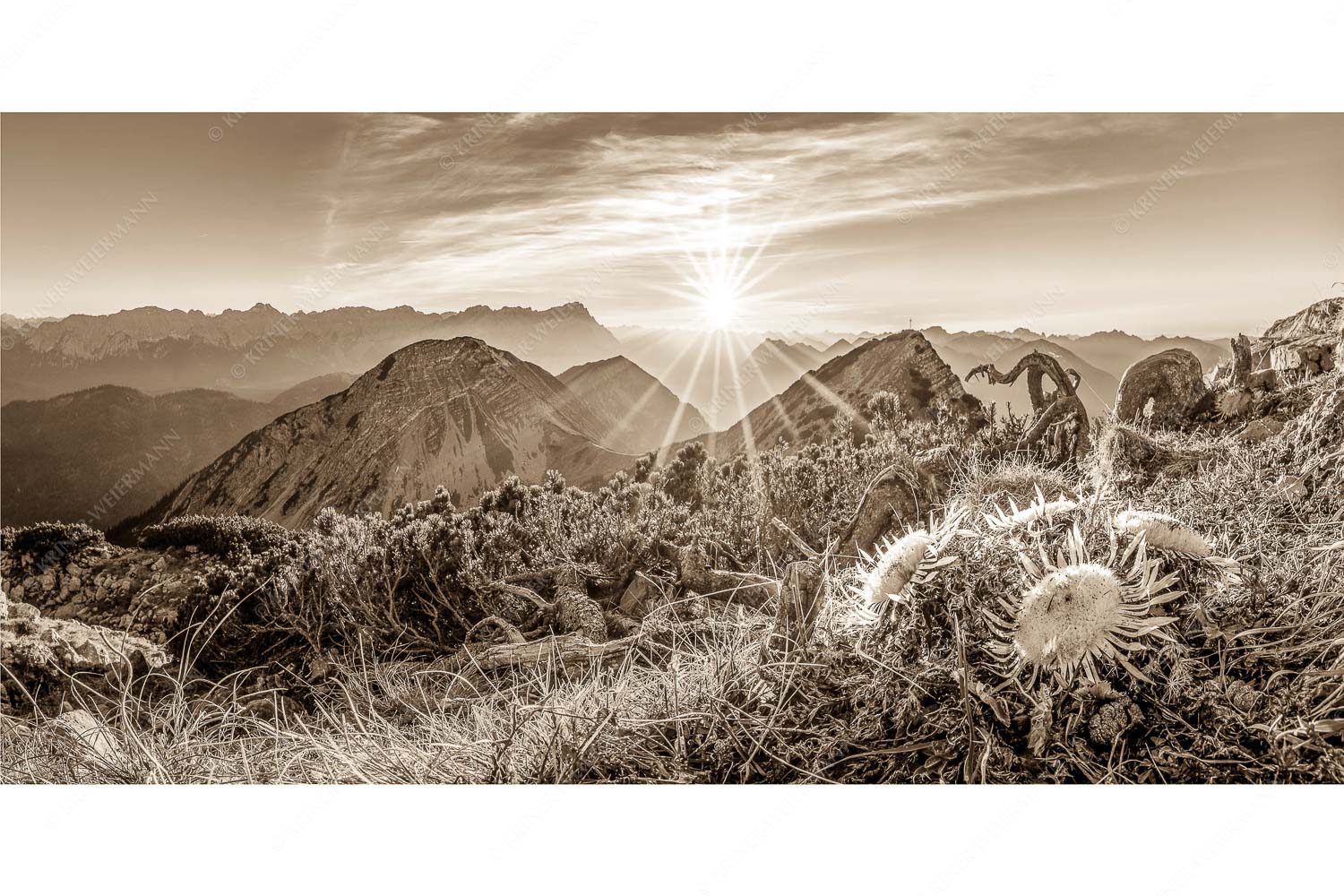 Distelquartett – Seitenverhältnis 2:1 — Silberdistel im Estergebige Blick vom Risskopf zum Sonnenuntergang an der Zugspitze