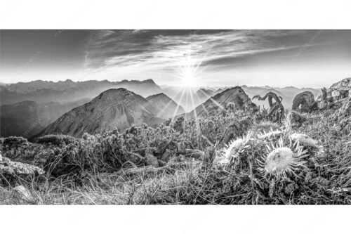 Blick vom Risskopf zum Sonnenuntergang an der Zugspitze - Distelquartett - Seitenverhältnis 2:1 - Silberdistel im Estergebige - weitere Infos unter https://www.kriner-weiermann.de