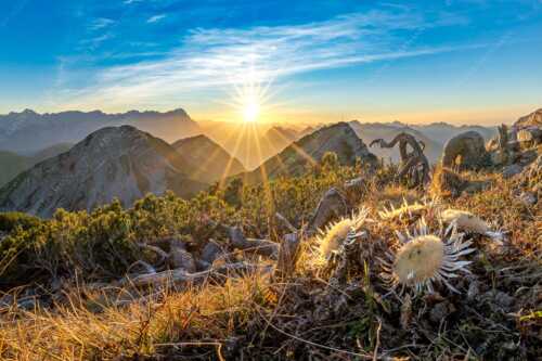 Blick vom Risskopf zum Sonnenuntergang an der Zugspitze - Distelquartett - Seitenverhältnis 3:2 - Silberdistel im Estergebige - weitere Infos unter https://www.kriner-weiermann.de