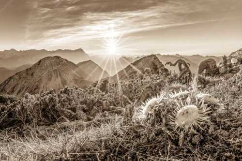 Blick vom Risskopf zum Sonnenuntergang an der Zugspitze - Distelquartett - Seitenverhältnis 3:2 - Silberdistel im Estergebige - weitere Infos unter https://www.kriner-weiermann.de