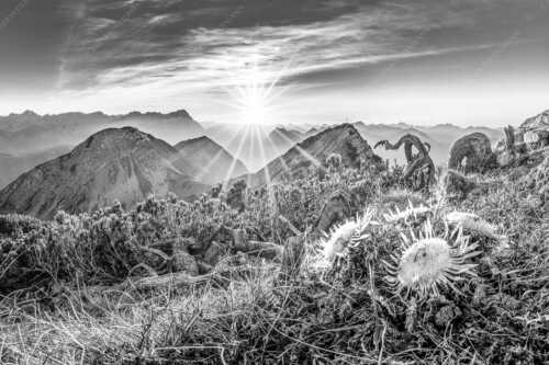 Blick vom Risskopf zum Sonnenuntergang an der Zugspitze - Distelquartett - Seitenverhältnis 3:2 - Silberdistel im Estergebige - weitere Infos unter https://www.kriner-weiermann.de