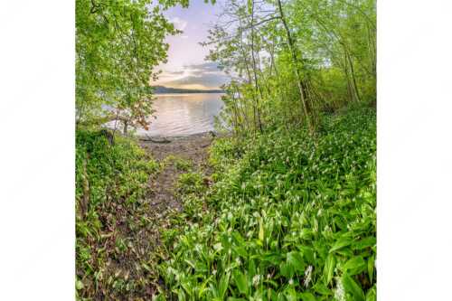 Dicht gedrängt stehen die Blüten des Bärlauchs am Kochelsee bei Sonnenuntergang - Duftteppich - Seitenverhältnis 1:1 - Bärlauch am Kochelsee - weitere Infos unter https://www.kriner-weiermann.de