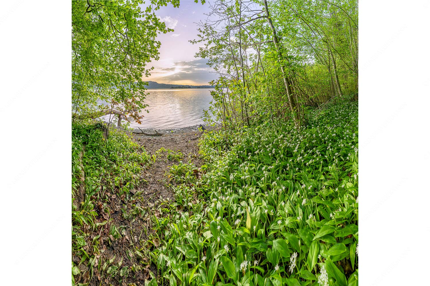 Duftteppich – Seitenverhältnis 1:1 — Bärlauch am Kochelsee Dicht gedrängt stehen die Blüten des Bärlauchs am Kochelsee bei Sonnenuntergang