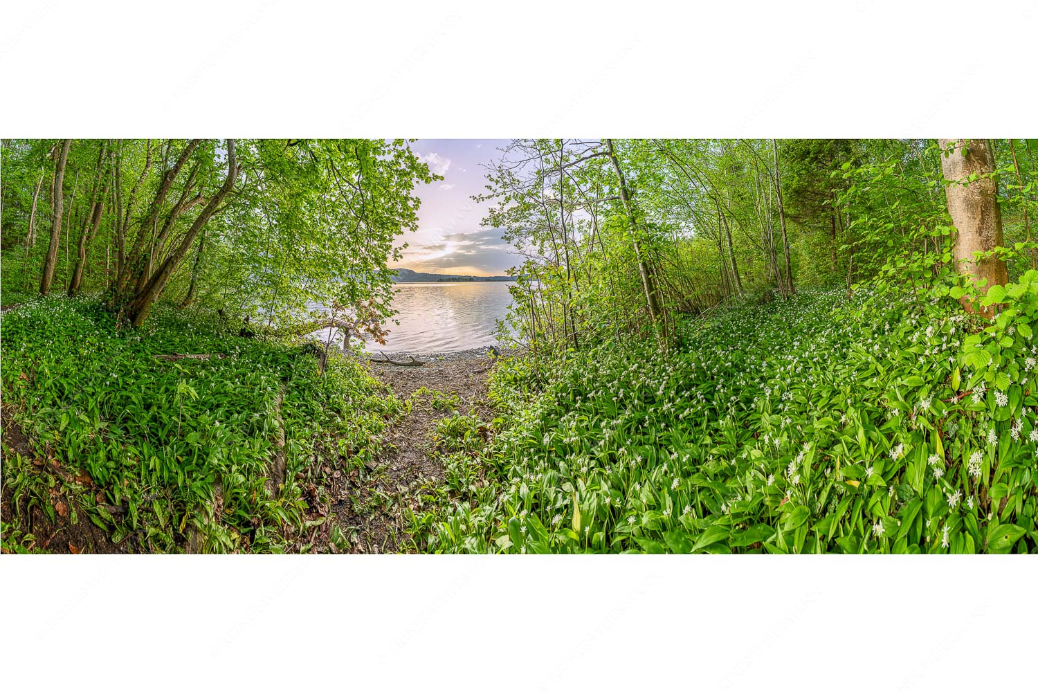 Dicht gedrängt stehen die Blüten des Bärlauchs am Kochelsee bei Sonnenuntergang