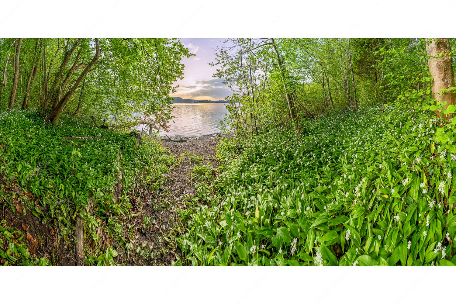 Dicht gedrängt stehen die Blüten des Bärlauchs am Kochelsee bei Sonnenuntergang