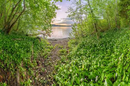 Dicht gedrängt stehen die Blüten des Bärlauchs am Kochelsee bei Sonnenuntergang - Duftteppich - Seitenverhältnis 3:2 - Bärlauch am Kochelsee - weitere Infos unter https://www.kriner-weiermann.de