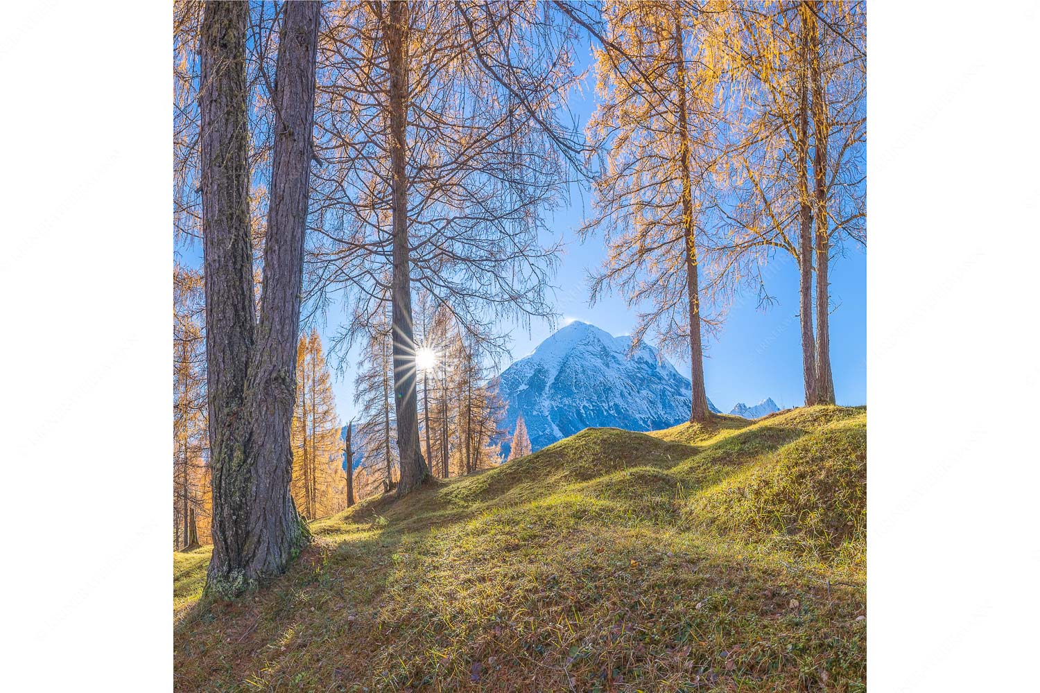 Ein Hauch von Gold – Seitenverhältnis 1:1 — Hohe Munde Blick durch den Lärchenwald in Leutasch auf die Hohe Munde