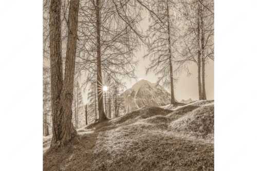 Blick durch den Lärchenwald in Leutasch auf die Hohe Munde - Ein Hauch von Gold - Seitenverhältnis 1:1 - Hohe Munde - weitere Infos unter https://www.kriner-weiermann.de