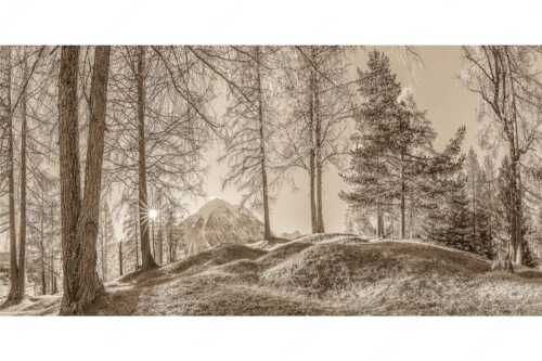 Blick durch den Lärchenwald in Leutasch auf die Hohe Munde - Ein Hauch von Gold - Seitenverhältnis 2:1 - Hohe Munde - weitere Infos unter https://www.kriner-weiermann.de