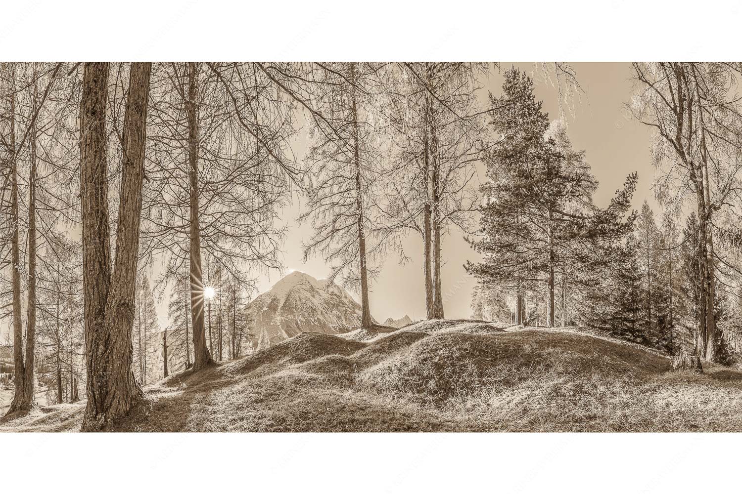 Blick durch den Lärchenwald in Leutasch auf die Hohe Munde