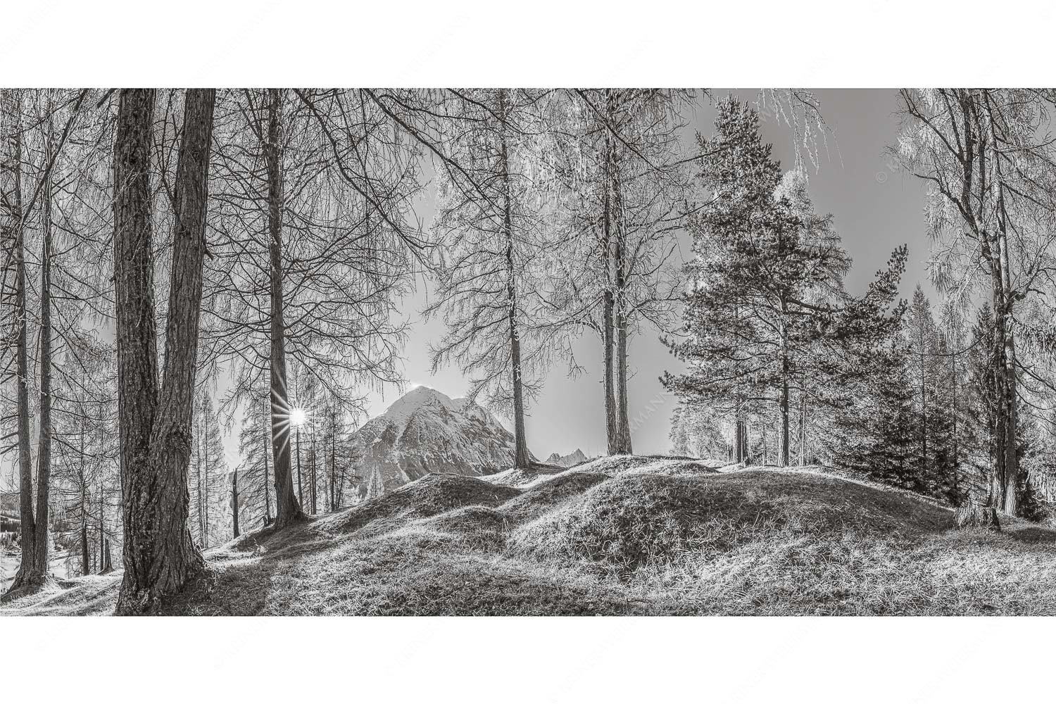 Ein Hauch von Gold – Seitenverhältnis 2:1 — Hohe Munde Blick durch den Lärchenwald in Leutasch auf die Hohe Munde