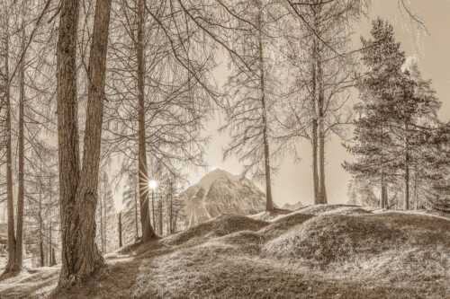 Blick durch den Lärchenwald in Leutasch auf die Hohe Munde - Ein Hauch von Gold - Seitenverhältnis 3:2 - Hohe Munde - weitere Infos unter https://www.kriner-weiermann.de