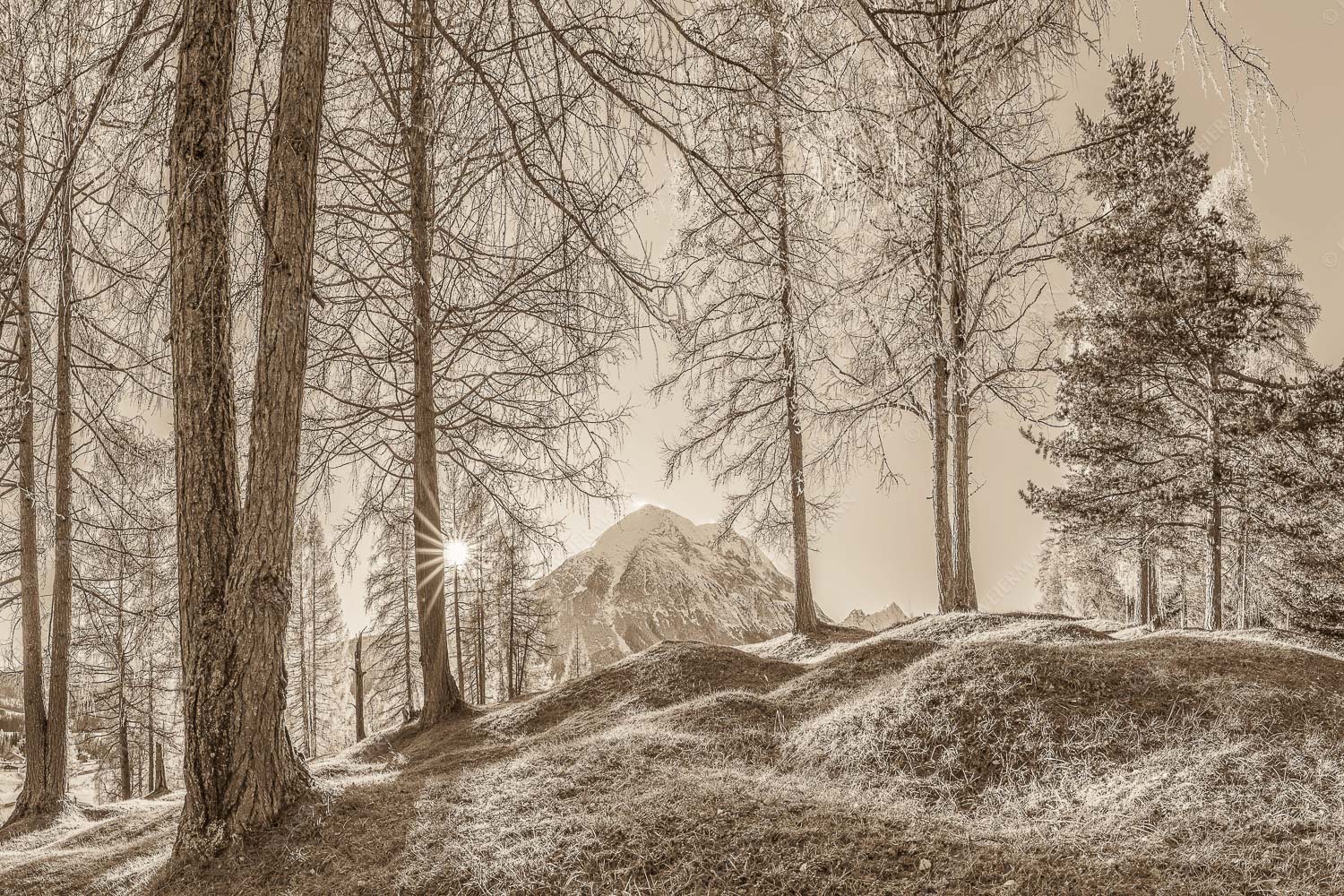 Ein Hauch von Gold – Seitenverhältnis 3:2 — Hohe Munde Blick durch den Lärchenwald in Leutasch auf die Hohe Munde