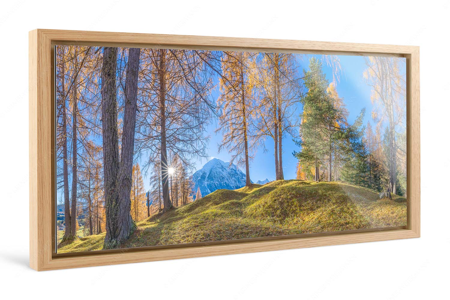 Ein Hauch von Gold – Foto im Schattenfugen-Rahmen — Hohe Munde Blick durch den Lärchenwald in Leutasch auf die Hohe Munde - Ein Hauch von Gold - Foto im Schattenfugen-Rahmen - Hohe Munde - weitere Infos unter https://www.kriner-weiermann.de