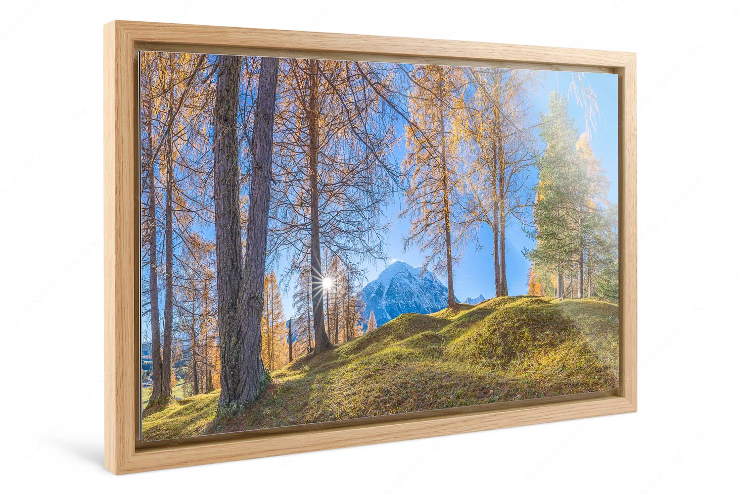 Ein Hauch von Gold – Foto im Schattenfugen-Rahmen — Hohe Munde Blick durch den Lärchenwald in Leutasch auf die Hohe Munde - Ein Hauch von Gold - Foto im Schattenfugen-Rahmen - Hohe Munde - weitere Infos unter https://www.kriner-weiermann.de