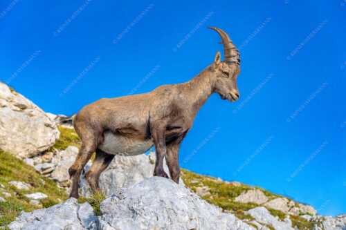Einzelner Steinbock im Lamsengebiet im Karwendelgebirge - Einzelkämpfer - Seitenverhältnis 3:2 - Steinbock im Karwendel - weitere Infos unter https://www.kriner-weiermann.de
