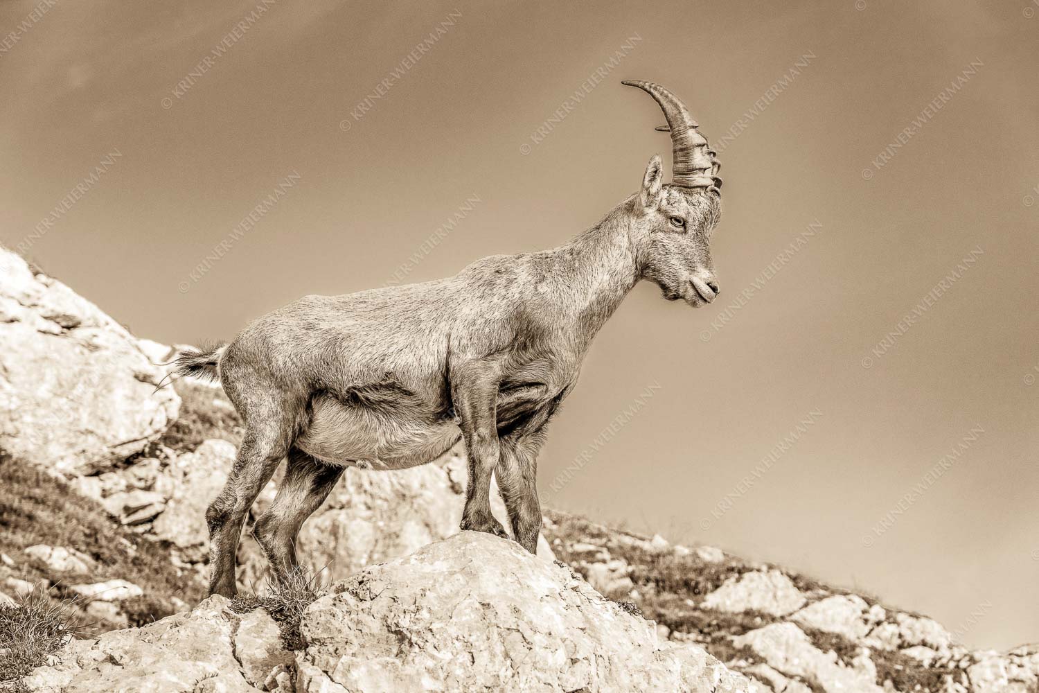 Einzelner Steinbock im Lamsengebiet im Karwendelgebirge - Einzelkämpfer - Seitenverhältnis 3:2 - Steinbock im Karwendel - weitere Infos unter https://www.kriner-weiermann.de