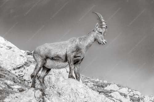 Einzelner Steinbock im Lamsengebiet im Karwendelgebirge - Einzelkämpfer - Seitenverhältnis 3:2 - Steinbock im Karwendel - weitere Infos unter https://www.kriner-weiermann.de