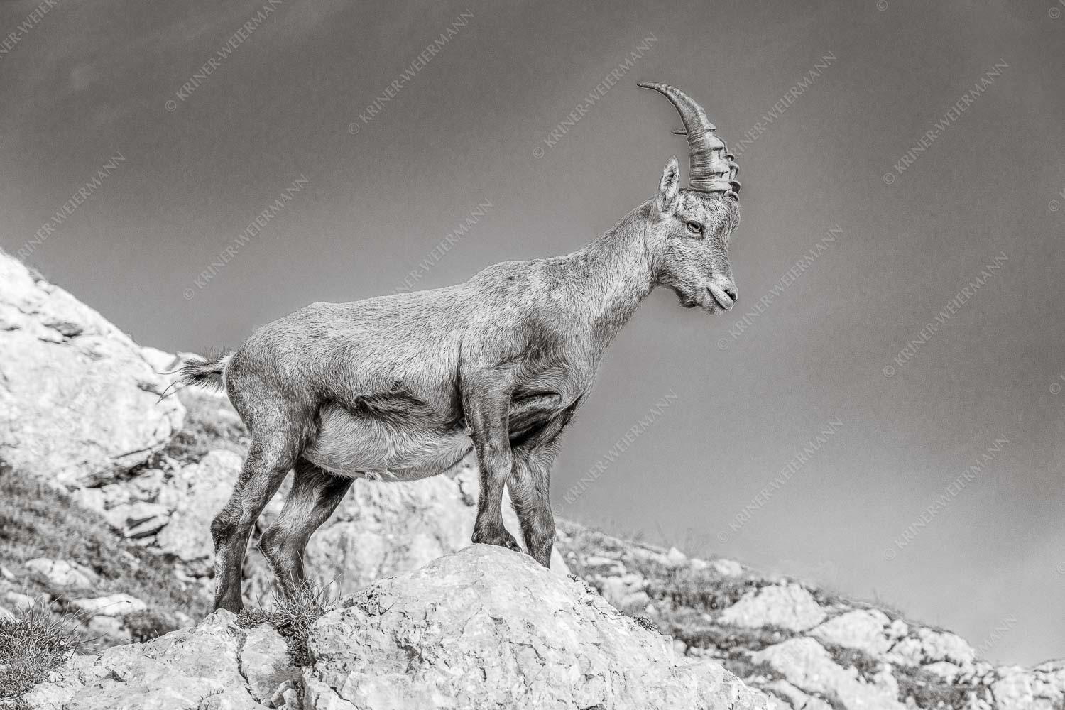 Einzelkämpfer – Seitenverhältnis 3:2 — Steinbock im Karwendel Einzelner Steinbock im Lamsengebiet im Karwendelgebirge