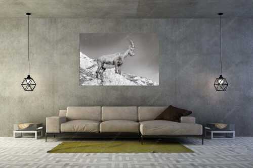 Einzelner Steinbock im Lamsengebiet im Karwendelgebirge - Einzelkämpfer - Größe ca. 180x120cm, Seitenverhältnis 3:2 - Steinbock im Karwendel - weitere Infos unter https://www.kriner-weiermann.de
