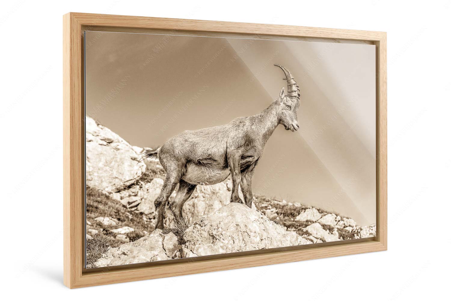 Einzelner Steinbock im Lamsengebiet im Karwendelgebirge - Einzelkämpfer - Foto im Schattenfugen-Rahmen - Steinbock im Karwendel - weitere Infos unter https://www.kriner-weiermann.de