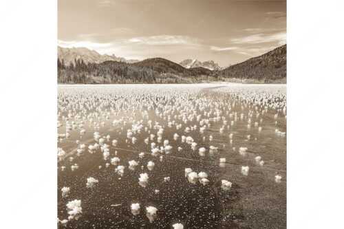 Eisblumen am Barmsee mit Blick zum Wettersteingebirge mit Zugspitzmassiv - Eisrosen - Seitenverhältnis 1:1 - Eiskristalle auf Barmsee - weitere Infos unter https://www.kriner-weiermann.de