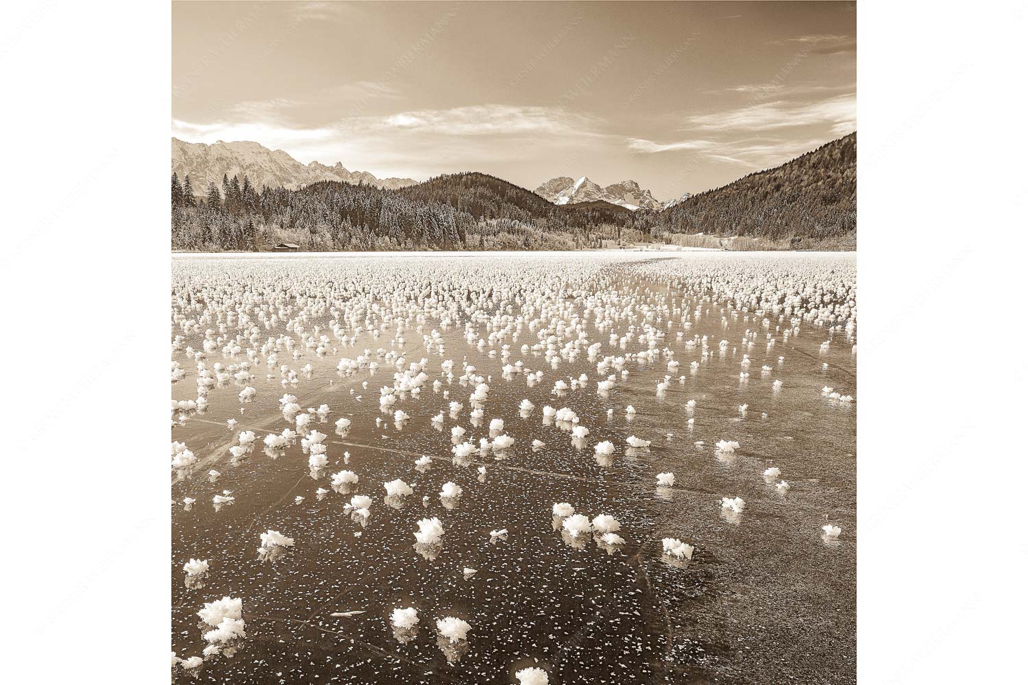 Eisrosen – Seitenverhältnis 1:1 — Eiskristalle auf Barmsee Eisblumen am Barmsee mit Blick zum Wettersteingebirge mit Zugspitzmassiv