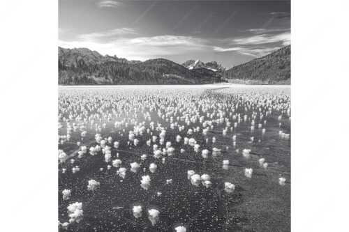 Eisblumen am Barmsee mit Blick zum Wettersteingebirge mit Zugspitzmassiv - Eisrosen - Seitenverhältnis 1:1 - Eiskristalle auf Barmsee - weitere Infos unter https://www.kriner-weiermann.de