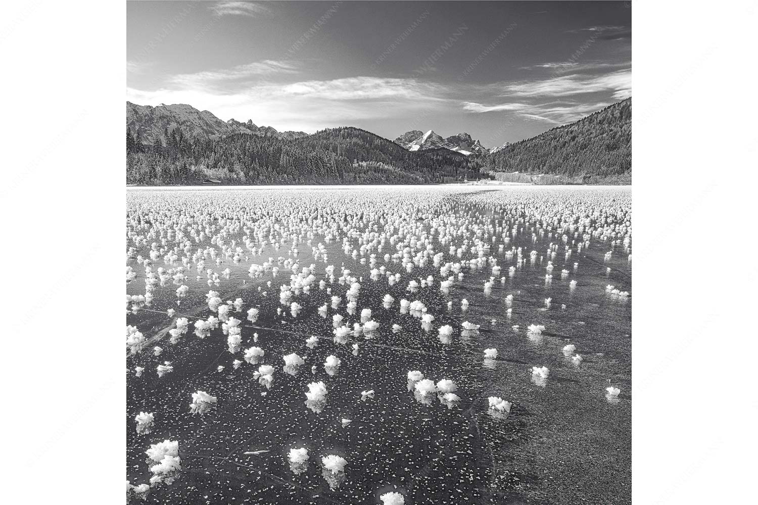 Eisrosen – Seitenverhältnis 1:1 — Eiskristalle auf Barmsee Eisblumen am Barmsee mit Blick zum Wettersteingebirge mit Zugspitzmassiv