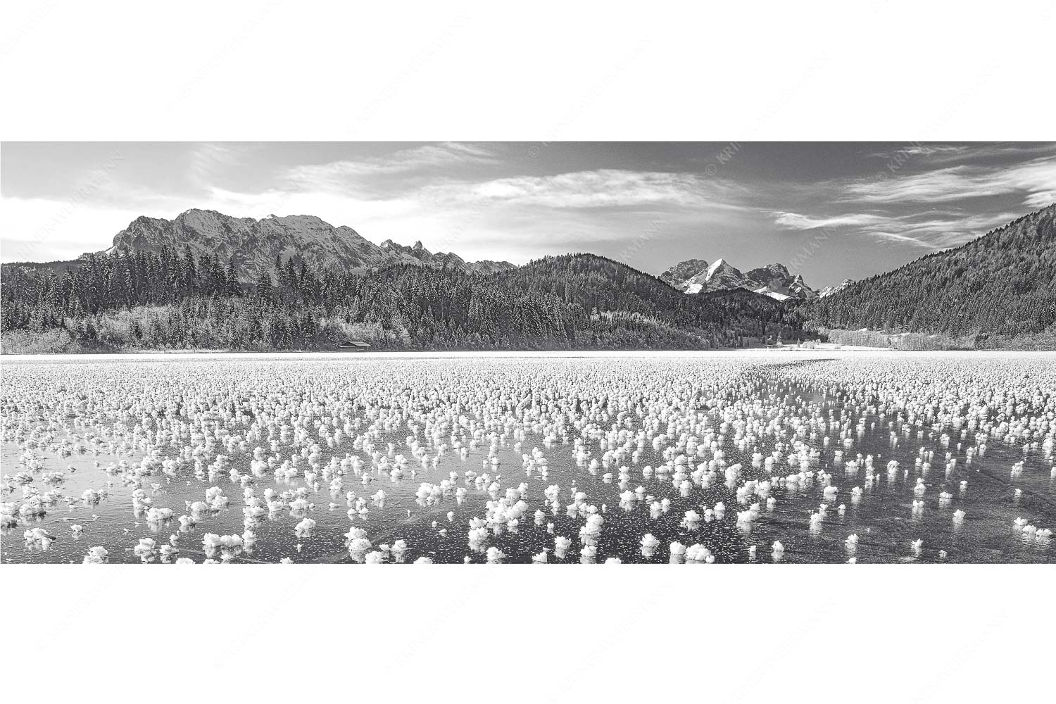Eisrosen – Seitenverhältnis 2,5:1 — Eiskristalle auf Barmsee Eisblumen am Barmsee mit Blick zum Wettersteingebirge mit Zugspitzmassiv