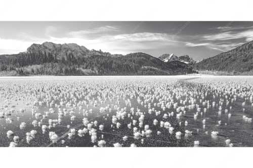 Eisblumen am Barmsee mit Blick zum Wettersteingebirge mit Zugspitzmassiv - Eisrosen - Seitenverhältnis 2:1 - Eiskristalle auf Barmsee - weitere Infos unter https://www.kriner-weiermann.de