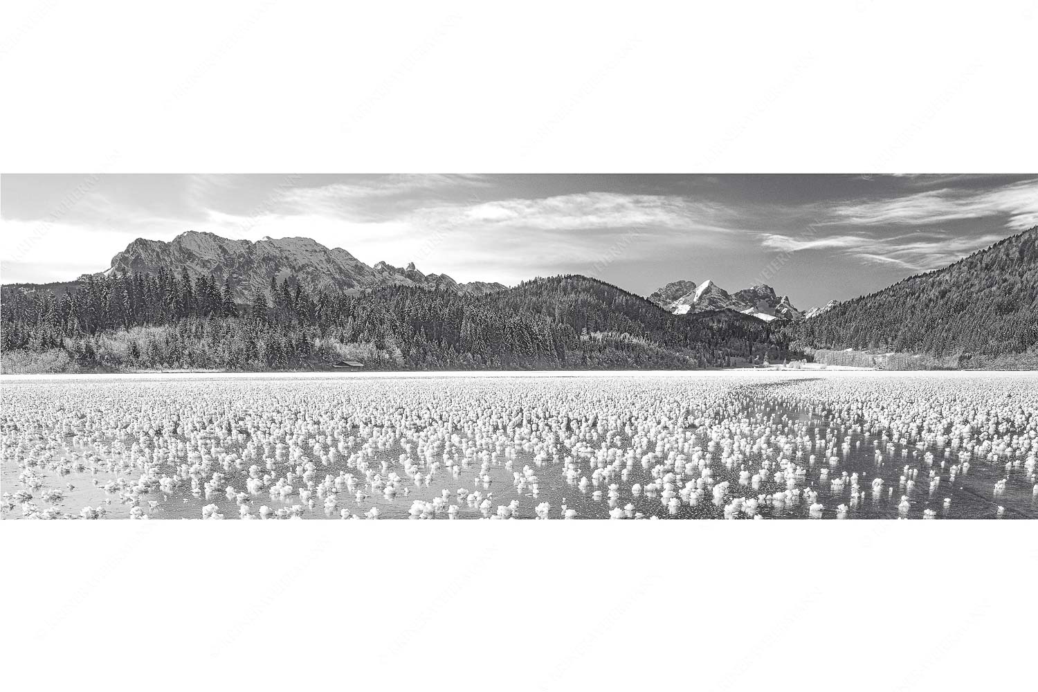Eisrosen – Seitenverhältnis 3:1 — Eiskristalle auf Barmsee Eisblumen am Barmsee mit Blick zum Wettersteingebirge mit Zugspitzmassiv