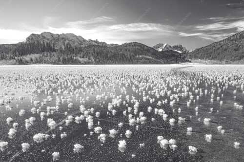 Eisblumen am Barmsee mit Blick zum Wettersteingebirge mit Zugspitzmassiv - Eisrosen - Seitenverhältnis 3:2 - Eiskristalle auf Barmsee - weitere Infos unter https://www.kriner-weiermann.de