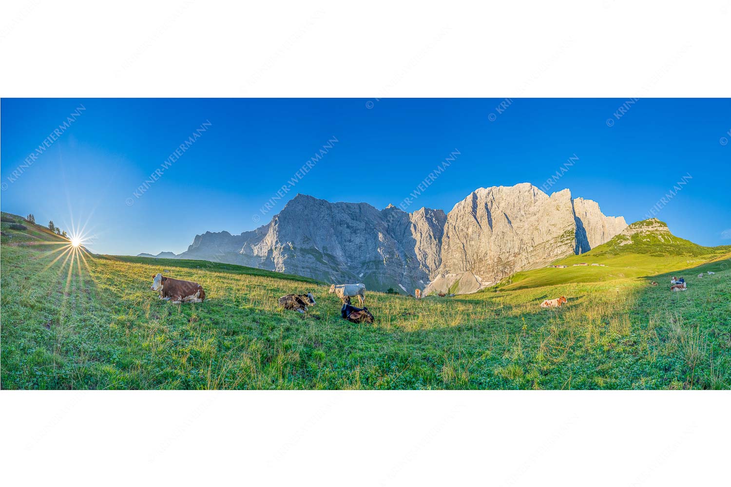 Entspannter Morgen – Seitenverhältnis 2,5:1 — Laliderer Hochlegeralm Jungvieh auf der Laliderer Hochlegeralm mit Spritzkar- und Dreizinkenspitze