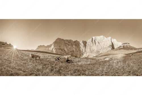 Jungvieh auf der Laliderer Hochlegeralm mit Spritzkar- und Dreizinkenspitze - Entspannter Morgen - Seitenverhältnis 2,5:1 - Laliderer Hochlegeralm - weitere Infos unter https://www.kriner-weiermann.de
